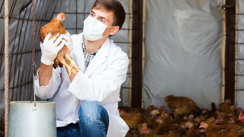 working with farm animals pose severe safety hazards
